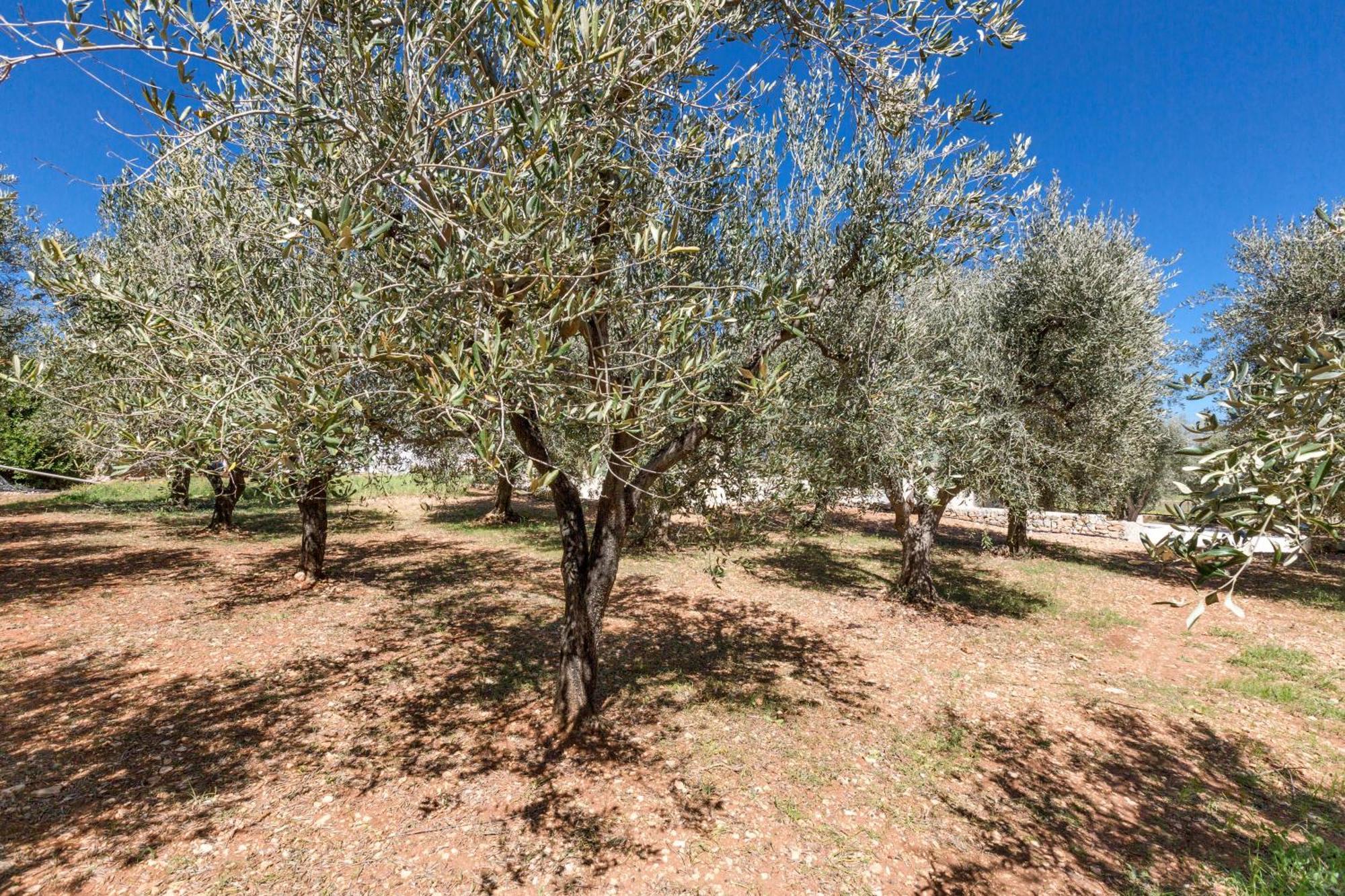 הוילה סלבה די פאסנו Trulli Ulivo Di Puglia By Barbarhouse מראה חיצוני תמונה